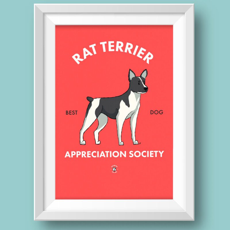 Rat Terrrier AS Featured
