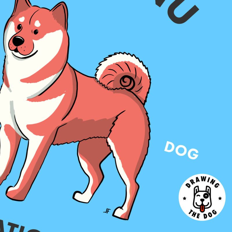 Shiba Inu AS Closeup