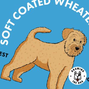 Soft Coated Wheaten Terrier Closeup