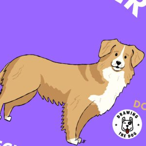 Nova Scotia Duck Tolling Retriever - Toller Closeup