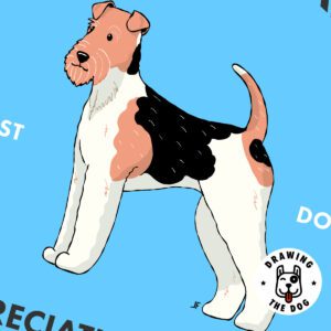 Wire Fox Terrier AS Closeup