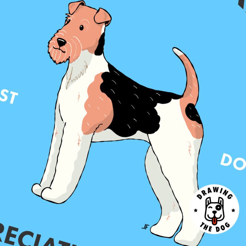 Wire Fox Terrier AS Closeup