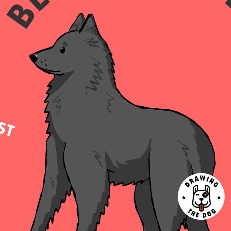 Belgian Sheepdog (Groenendael) Closeup