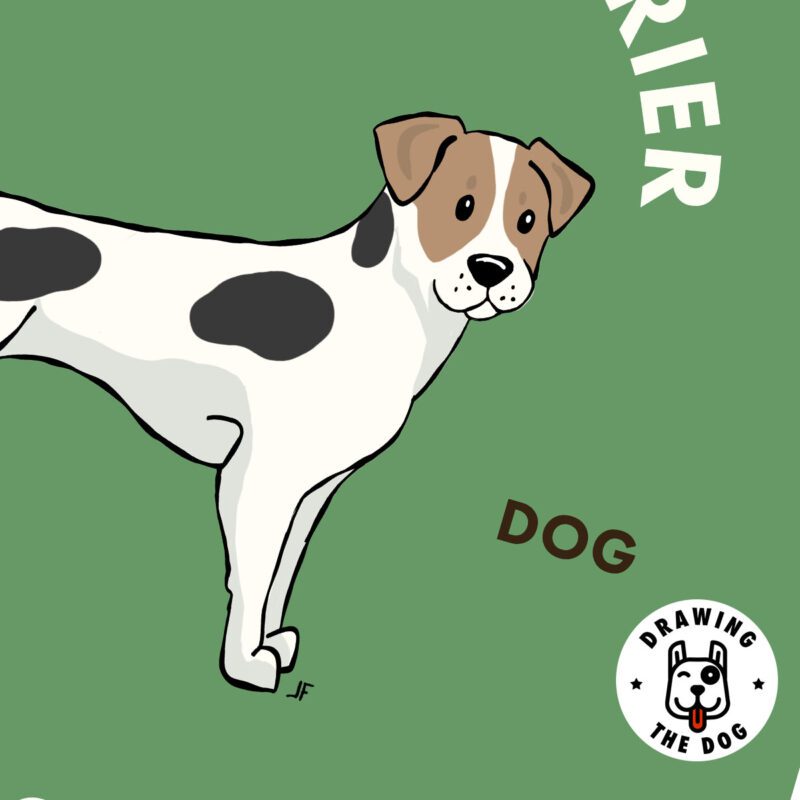 Jack Russell Terrier Closeup