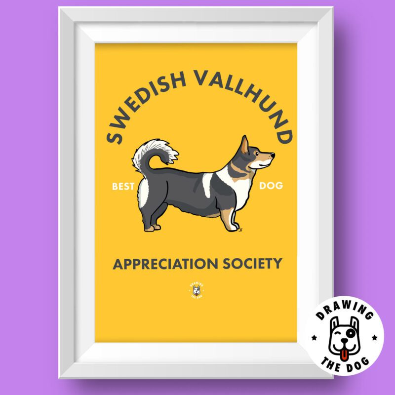 Swedish Valhund Featured