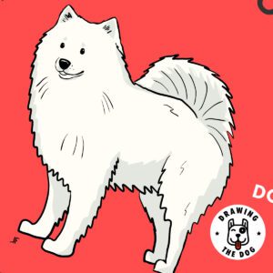 American Eskimo Dog Closeup