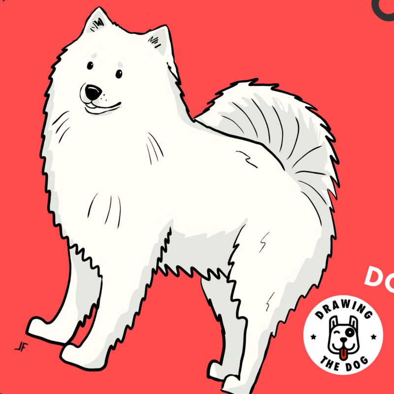 American Eskimo Dog Closeup