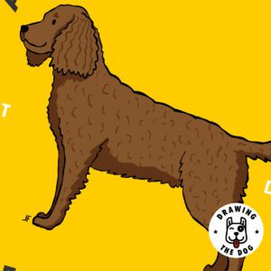 American Water Spaniel Closeup