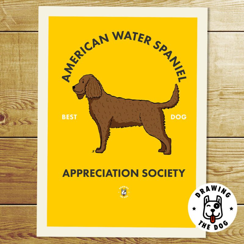 American Water Spaniel Print
