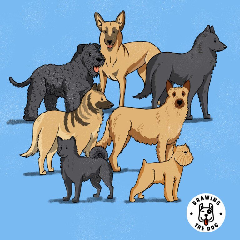 Belgian Dogs Square Drawing The Dog