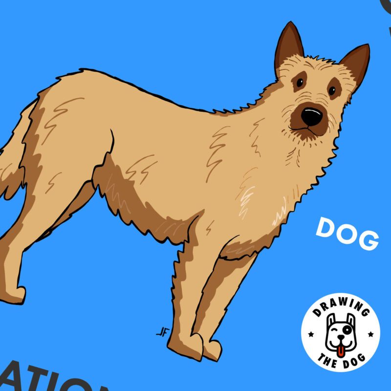 Belgian Laekenois Art Closeup