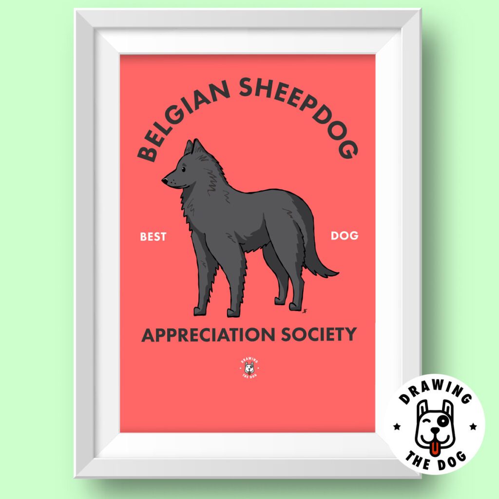 Belgian Sheepdog Featured