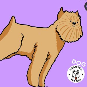 Brussels Griffon Closeup