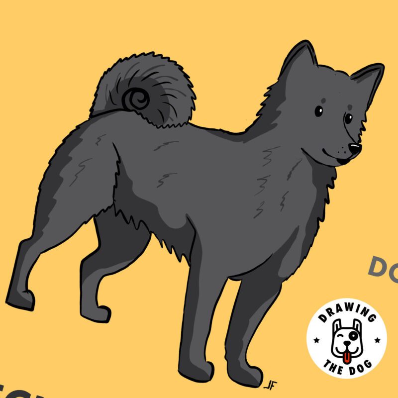 Schipperke Dog Closeup