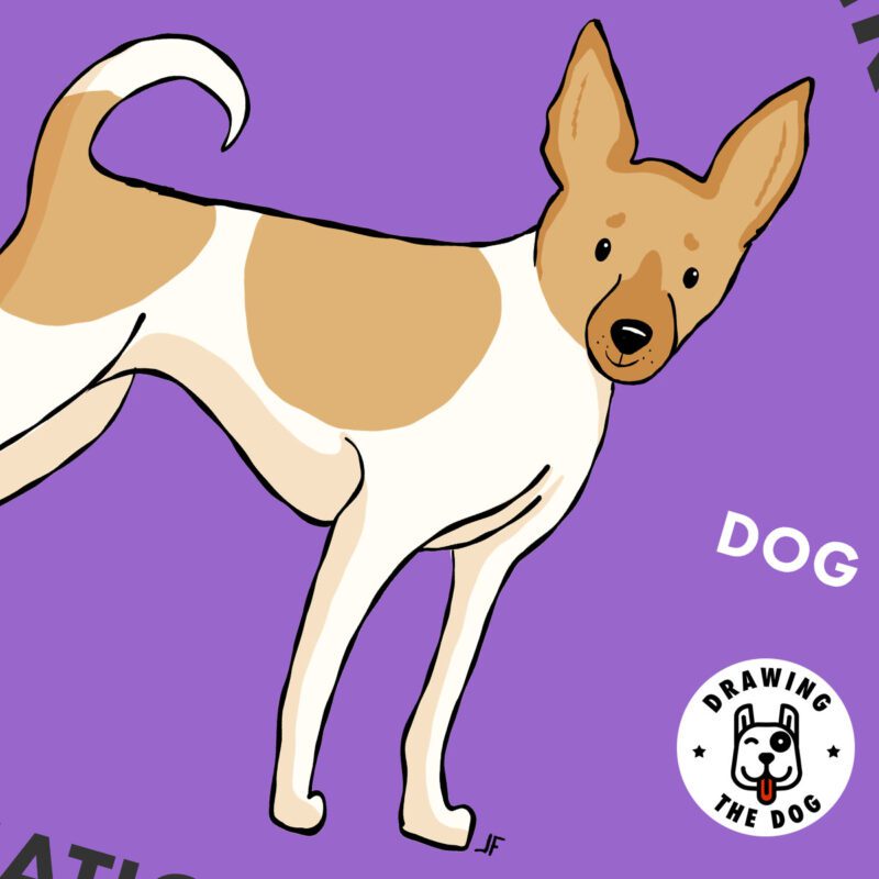 Toy Fox Terrier Closeup