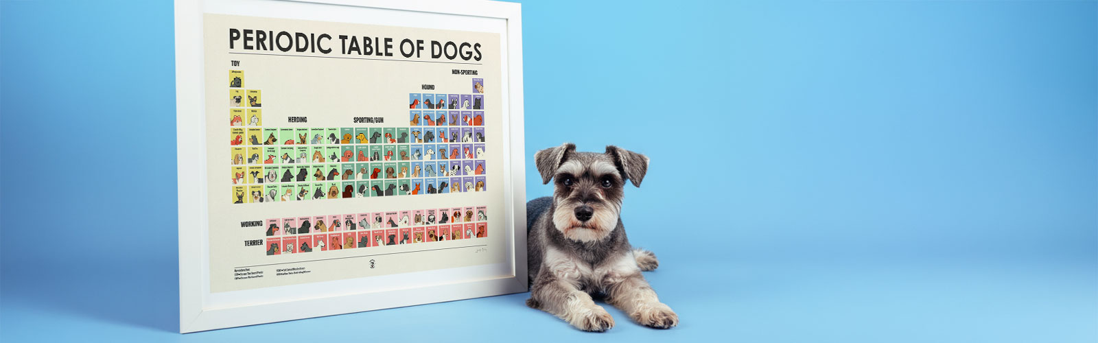 Mini Schnauzer With Periodic Table of Dogs Art Print