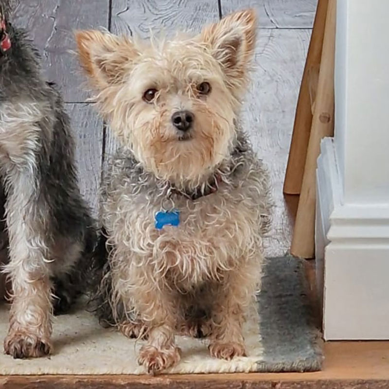 Albert 800 Drawing The Dog