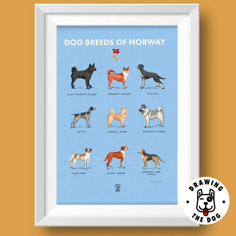 Dog Breeds Of Norway Art Featured Dog Breeds Of Norway Art Featured