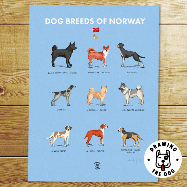 Dog Breeds Of Norway Art Print