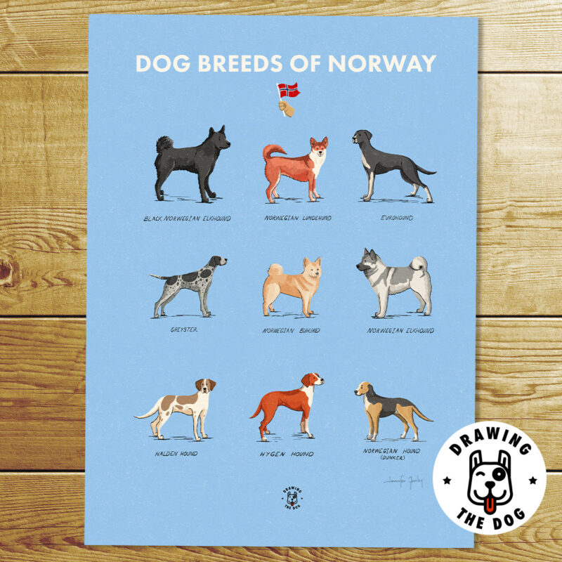 Dog Breeds Of Norway Art Print Dog Breeds Of Norway Art Print