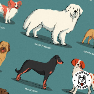 French Dogs Closeup